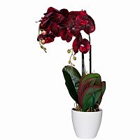 орхидея бордовая в горшке 58 см в Архангельске